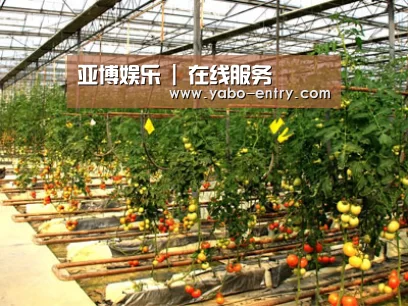 种植基地二