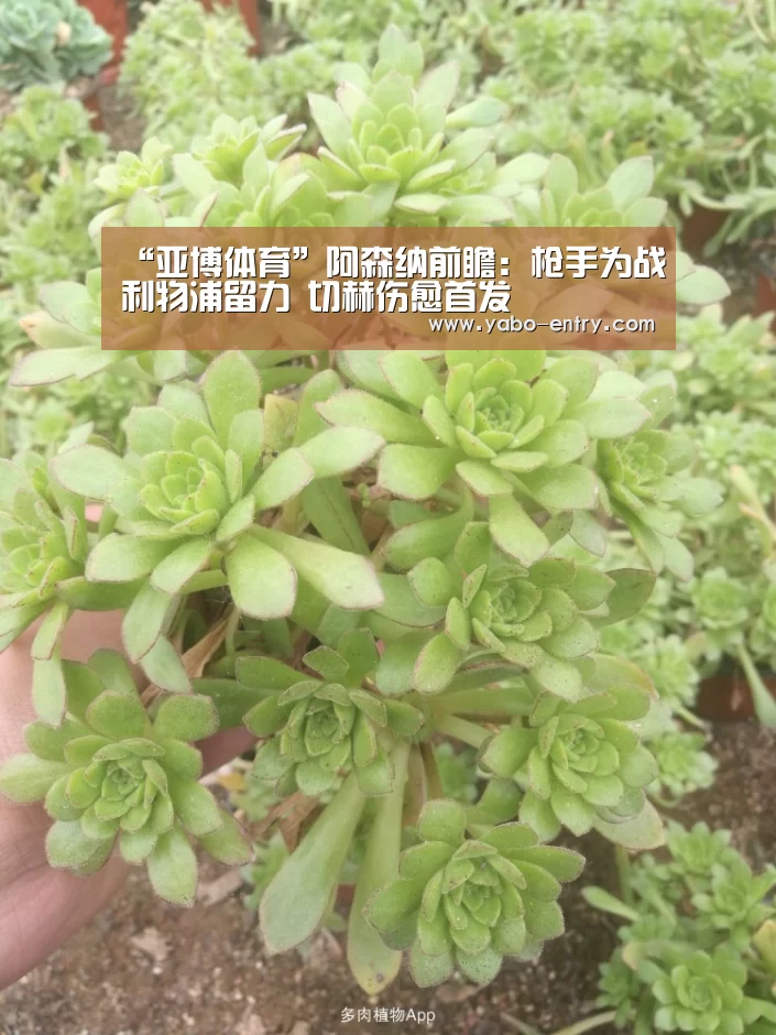 “亚博体育”阿森纳前瞻:枪手为战利物浦留力 切赫伤愈首发(图4) 亚博官网