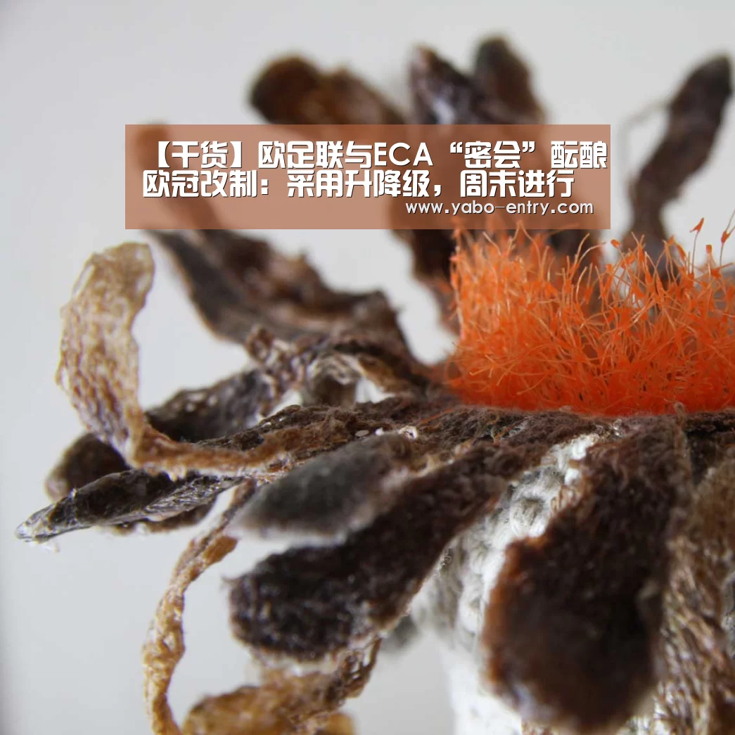 【干货】欧足联与ECA“密会”酝酿欧冠改制:采用升降级,周末进行比赛“亚博娱乐”(图1) 亚博